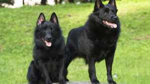 Shipperke (eng. Schipperke) mala pasmina pasa iz belgije